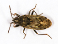 Peritrechus nubilus